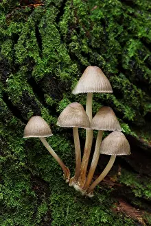Toadstools: Mycena Fungi small group growing on a old dead moss