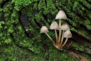 Toadstools: Mycena Fungi small group growing on a old dead moss