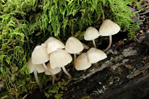 Mycena: Mycena galopous