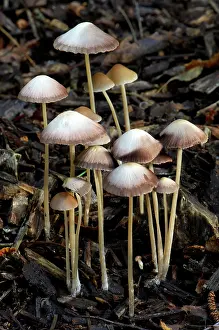 Mycena: Mycena - group found growing out of buried twigs