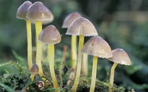 Mycena: Mycena Mushroom