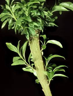 Distortion: Mycoplasmal Fasciation of Forsythia