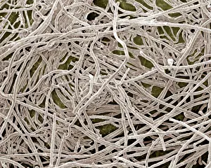 Mycorrhiza: Mycorrhiza