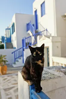 Railing: Mykonos, Greece. Cat perched on railing