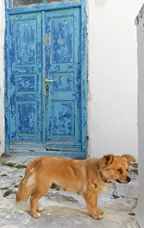 Mcroberts: Mykonos, Greece. Dog by door