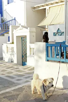 Railing: Mykonos, Greece. Dog and leash, cat on railing