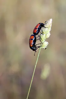Maures: Mylabris beetle (Mylabris quadripunctata), Couple