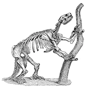 Paleozoology: Mylodon, Cenozoic Mammal