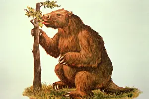 Edentates: Mylodont Ground Sloth
