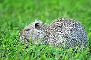 Coypus: Myocastor coypus Myocastor