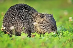 Coypus: Myocastor coypus Myocastor