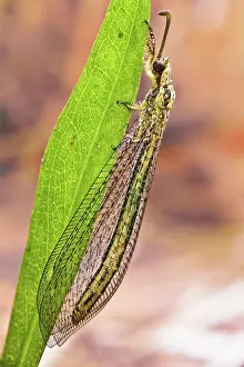 Stacking: (Myrmeleon formicarius) or AntlionM, they take t