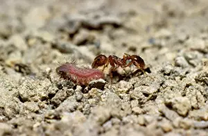 Inspecting: Myrmica Ant - inspecting Large Blue Butterfly larvae