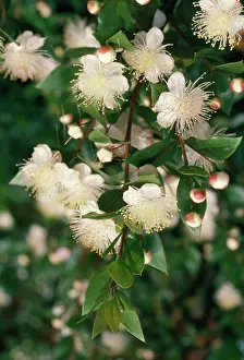 Myrtles: MYRTLE