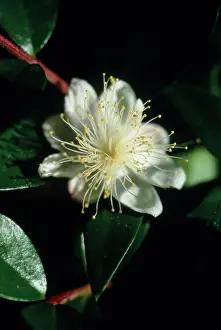 Myrtle: Myrtle