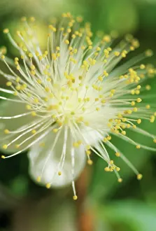 Myrtle: Myrtle
