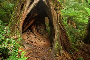 Treefern: Myrtle Beech - big, massive Myrtle Beech in lush