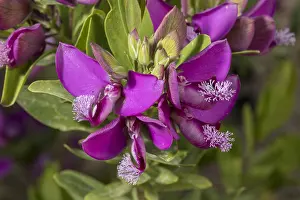 Shrubby: Myrtle-leaf milkwort, Polygala myrtifolia, in flower