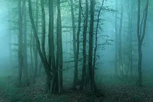 Freyburg: Mysterious dark forest with fog at dawn, near Freyburg
