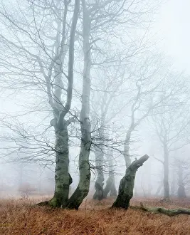 Mysterious: Mysterious deciduous forest with fog in autumn