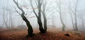Bare: Mysterious deciduous forest with fog in autumn