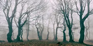 Bare: Mysterious deciduous forest with fog in autumn