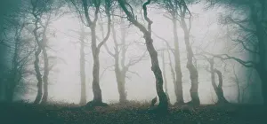 Bare: Mysterious deciduous forest with fog in autumn
