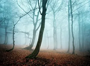 Bare: Mysterious deciduous forest with fog in autumn