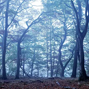 Gloomy: Mysterious foggy forest landscape at dawn, Witten