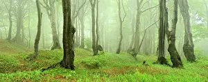 Bizarrely: Mysterious forest in the fog, bizarrely deformed