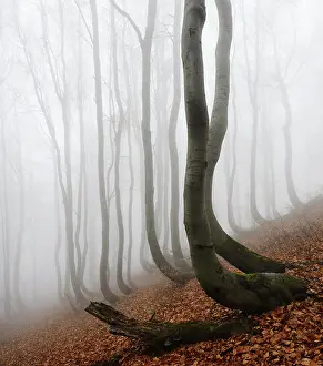 Curved: Mysterious forest in the fog, bizarrely overgrown