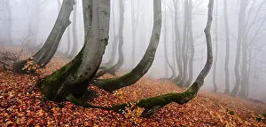 Curved: Mysterious forest in the fog, bizarrely overgrown