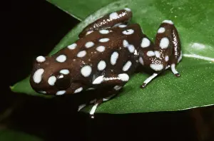 Dendrobatid: Mysterious Poison Frog