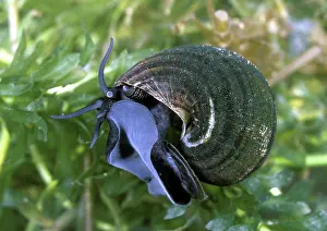 Mystery: Mystery Snail