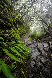 Primeval: Mystic forest with mist, Vereda Francisco Achadinha