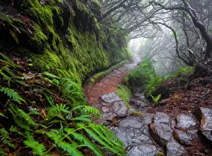 Primeval: Mystic forest with mist, Vereda Francisco Achadinha