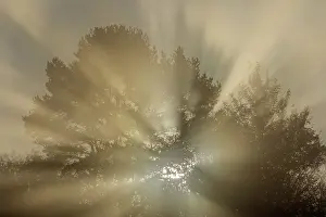 Sunrays: Mystic mood - sunrays breaking through a tree on a foggy mor