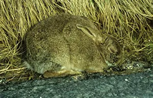 Blind: Myxomatosis