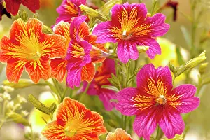 Refreshing: NA, USA, WA, King County, Seattle, Salpiglossis-Painted