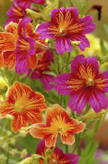 Refreshing: NA, USA, WA, King County, Seattle, Salpiglossis-Painted
