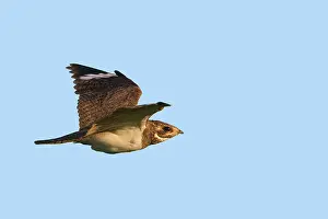 Nighthawk: Nacunda Nighthawk