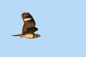 Nighthawk: Nacunda Nighthawk