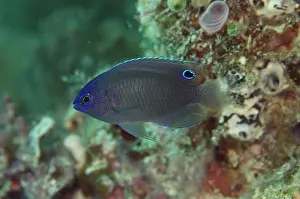 Damsel: Nagasaki Damselfish Wainilu dive site, Rinca Island