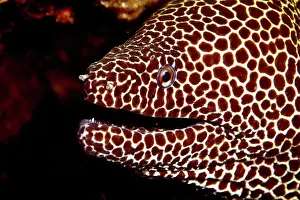 Oman: Nahaufnahme einer grossen Netzmurane (Gymnothorax