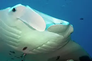 Gill: Nahaufnahme von Kopf von Manta (Manta birostris)