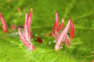 Gall: Nail galls on lime leaf, caused by mite