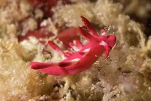 Mabul: Nakamoto Okenia Nudibranch