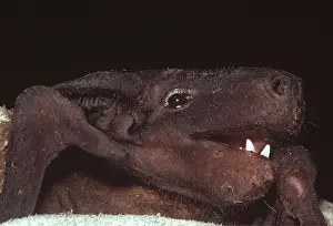 Sinister: NAKED BAT - close-up of head