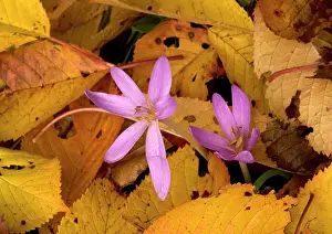 Autumnale: Naked ladies / meadow saffron / Autumn crocus -