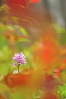 Naked: Naked Man Orchid